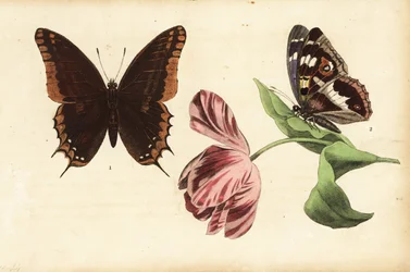 Two-tailed pasha, Charaxes jasius 1 and purple emperor, Apatura iris 2, and tulip